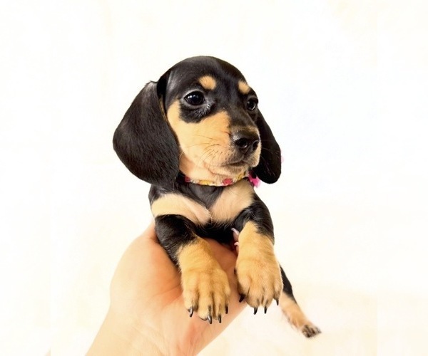 Medium Photo #4 Dachshund Puppy For Sale in DAVIS, CA, USA