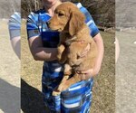 Small Photo #1 Golden Retriever Puppy For Sale in BURNS, KS, USA