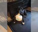 Small #1 Great Dane-Labrador Retriever Mix