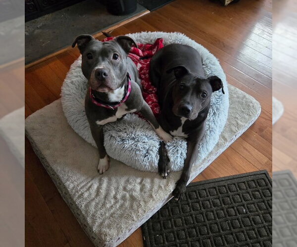 Medium Photo #18 Mutt Puppy For Sale in Mount Laurel, NJ, USA