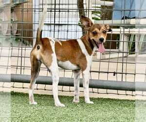 Chihuahua Dogs for adoption in oakland, FL, USA