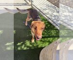Small #2 German Shepherd Dog Mix