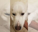 Small #19 Great Pyrenees