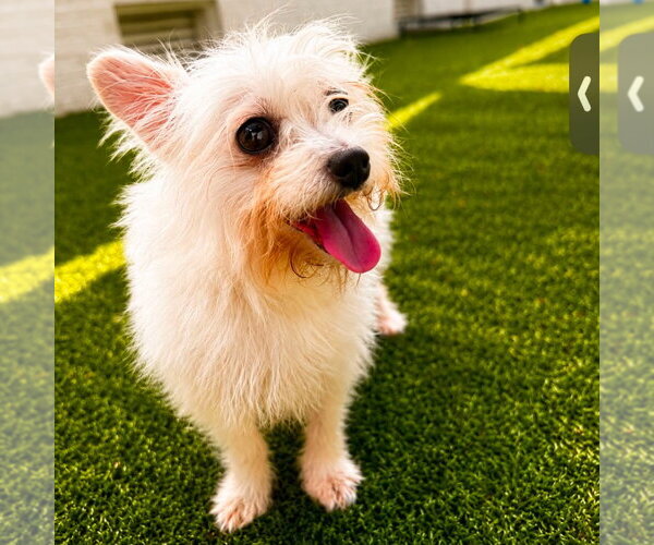 Medium Photo #2 Fox Terrier (Toy)-Unknown Mix Puppy For Sale in Canton, CT, USA