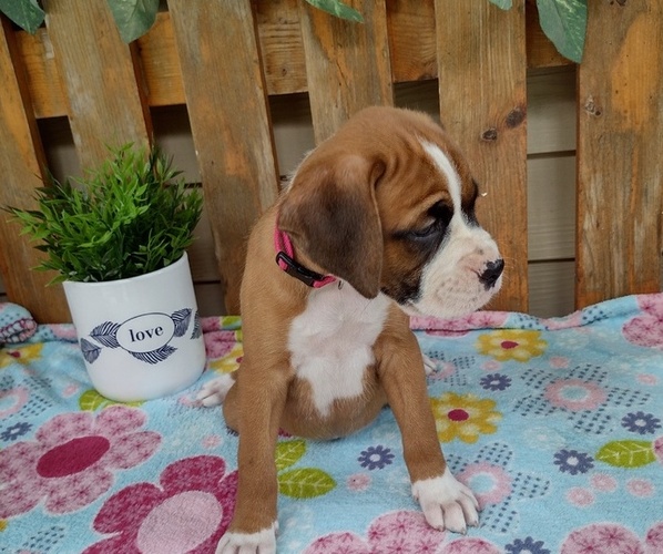 Medium Photo #35 Boxer Puppy For Sale in PORT ROYAL, PA, USA