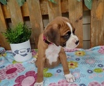 Small #4 Boxer