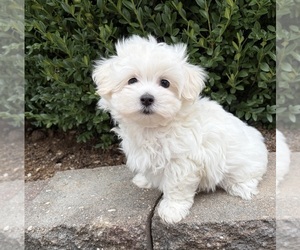 Maltese Puppy for sale in MIDDLEBURY, IN, USA