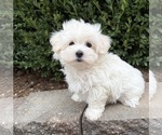 Image preview for Ad Listing. Nickname: Freddie