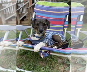 Beagle-Unknown Mix Dogs for adoption in Arlington, VA, USA