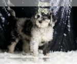 Small #2 Goldendoodle (Miniature)