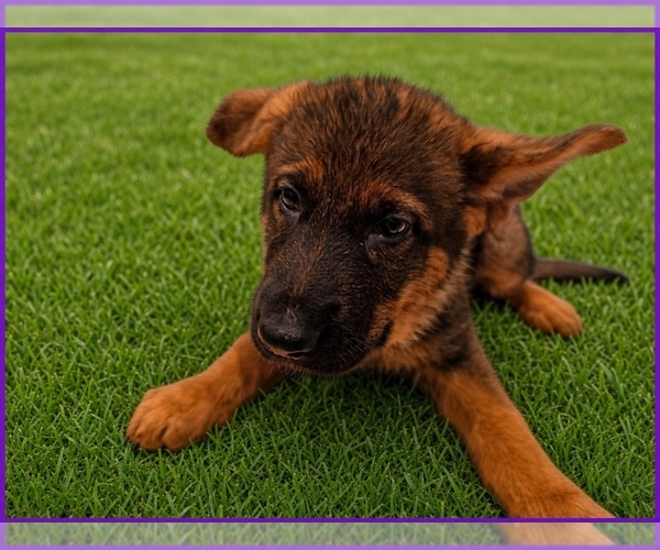 Medium Photo #1 German Shepherd Dog Puppy For Sale in NAPLES, FL, USA