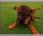 Puppy Puppy 6 German Shepherd Dog