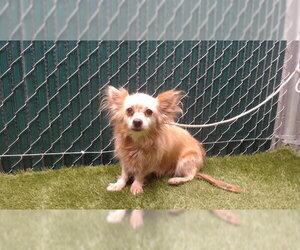 Chihuahua Dogs for adoption in Downey, CA, USA