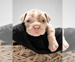 Puppy Male 4 American Bully
