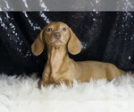 Small #5 Dachshund