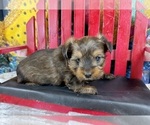 Small #9 Morkie