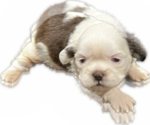Puppy 2 Shih Tzu