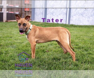 Tater - Male Boxador Dog for Adoption - Photo #5