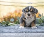Small #1 Beabull