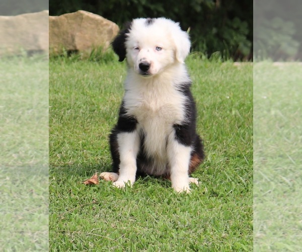 Medium Photo #2 Miniature Australian Shepherd Puppy For Sale in MARION CENTER, PA, USA