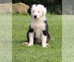 Small #1 Miniature Australian Shepherd