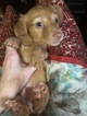 Puppy 1 Dachshund