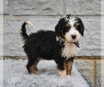 Small #3 Bernedoodle