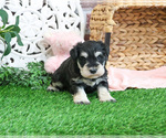 Small #1 Schnauzer (Miniature)