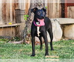 Small #2 Labrador Retriever Mix