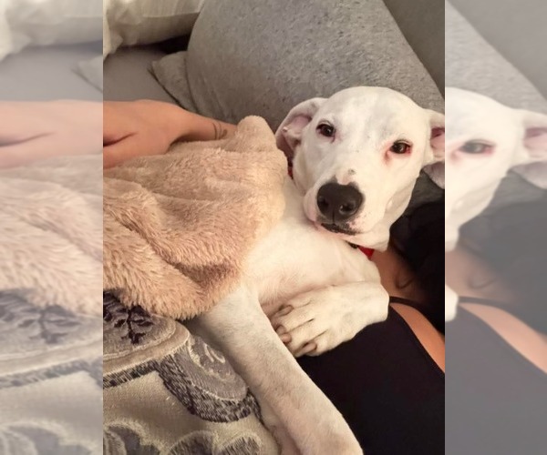 Medium Photo #6 Mutt Puppy For Sale in Rockaway, NJ, USA