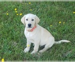 Puppy Light yellow ma Labrador Retriever