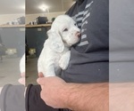 Small #3 Llewellin Setter