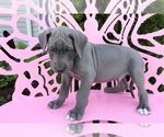 Small #2 Great Dane