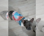 Small #1 French Bulldog