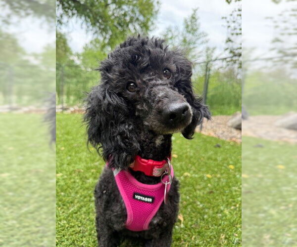 Medium Photo #6 Poodle (Miniature) Puppy For Sale in St. Louis Park, MN, USA