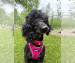 Small #5 Poodle (Miniature)