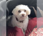 Small #4 Maltese