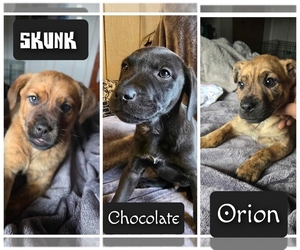 Borador Puppy for sale in Minstrel Island, British Columbia, Canada