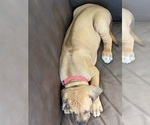 Small #19 Rhodesian Ridgeback