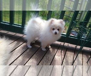 Pomeranian Puppy for sale in PORT ORCHARD, WA, USA