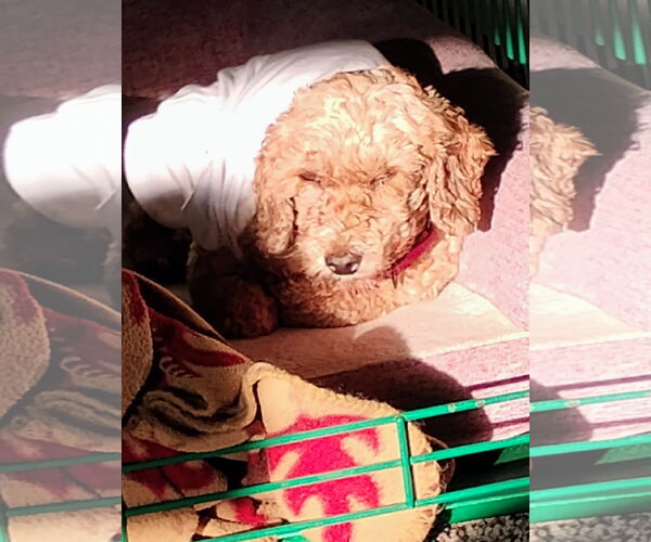 Medium Photo #7 Poodle (Miniature) Puppy For Sale in Brooklyn Center, MN, USA