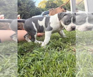 Medium American Bully
