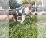 Puppy Moo moo American Bully