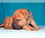 Small Photo #7 Bullmastiff Puppy For Sale in VERONA, MO, USA