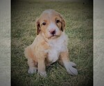 Small Photo #5 Goldendoodle Puppy For Sale in CHEYENNE, WY, USA