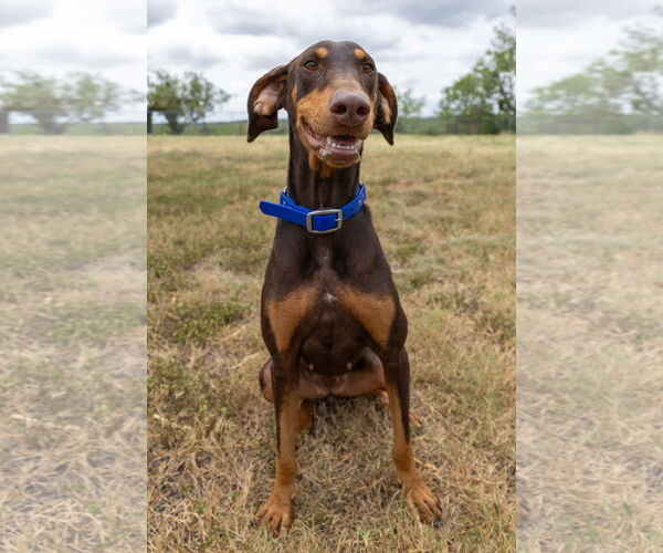 Medium Photo #2 Doberman Pinscher Puppy For Sale in Devine, TX, USA