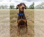 Small #1 Doberman Pinscher