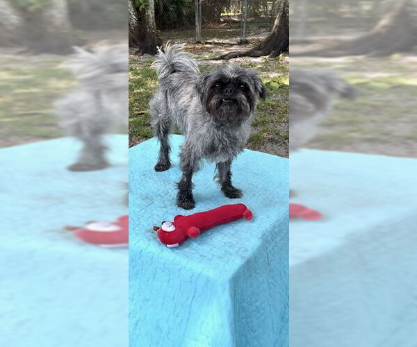 Medium Photo #10 Shih Tzu Puppy For Sale in Weston, FL, USA