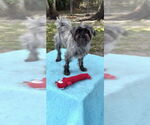 Small #9 Shih Tzu