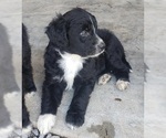 Small Photo #17 Aussiedoodle Puppy For Sale in DOWELLTOWN, TN, USA